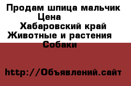 Продам шпица мальчик. › Цена ­ 10 000 - Хабаровский край Животные и растения » Собаки   